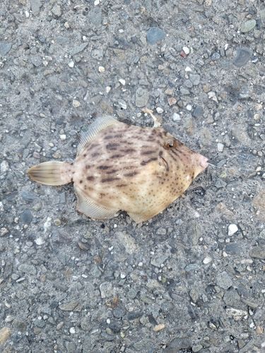 カワハギの釣果