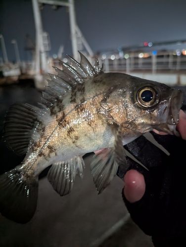 メバルの釣果