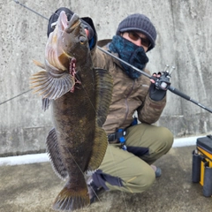 アイナメの釣果