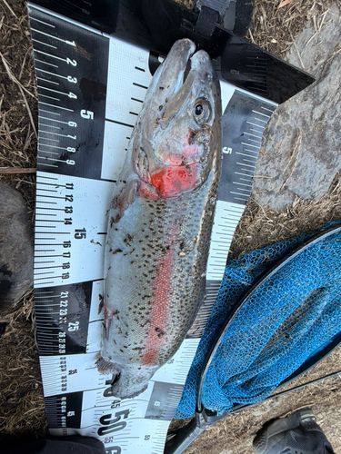 桂川（山中湖〜相模湖）中流