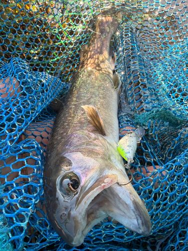 イワナの釣果