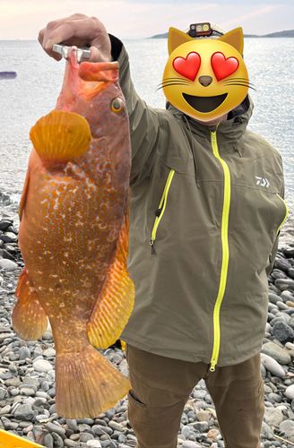 キジハタの釣果