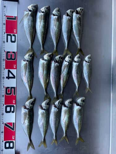 アジの釣果