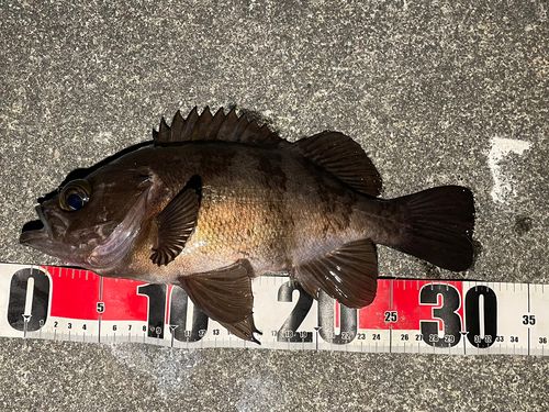 三陸海岸（岩手）