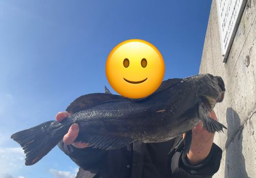 アイナメの釣果