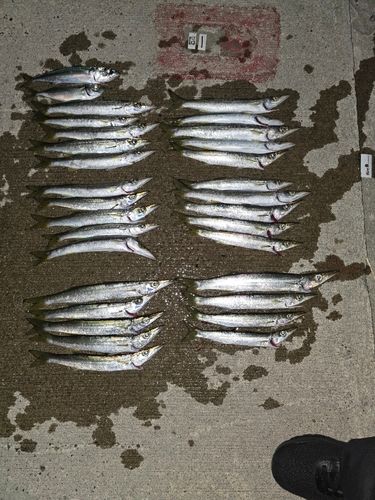 内浦湾（鴨川）