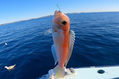 アマダイの釣果