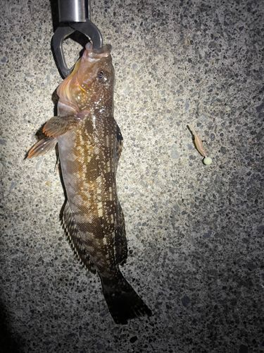 アイナメの釣果