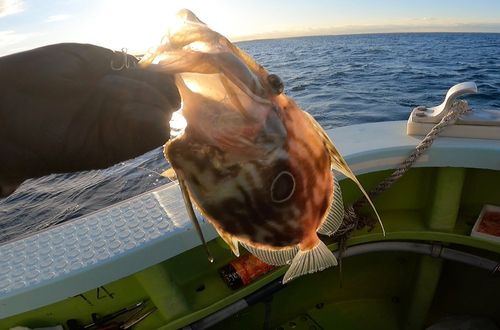 マトウダイの釣果