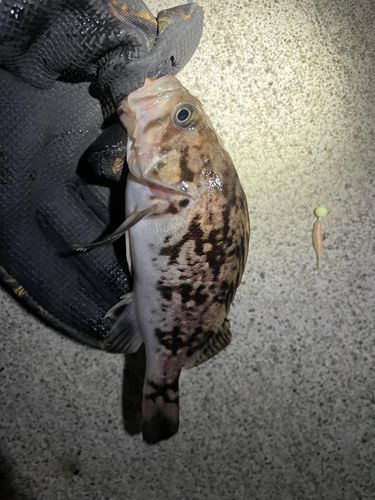 クロソイの釣果