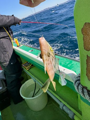カワハギの釣果