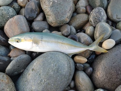 ツバイソの釣果