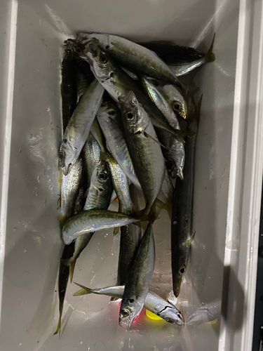 カマスの釣果