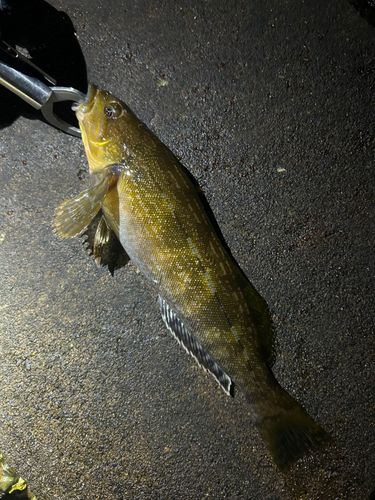 アイナメの釣果