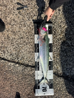 サワラの釣果