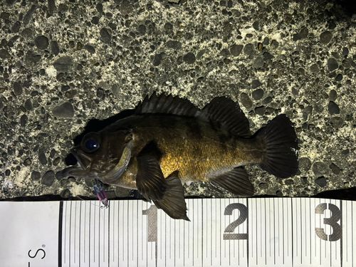 メバルの釣果