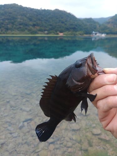 ヤミハタの釣果