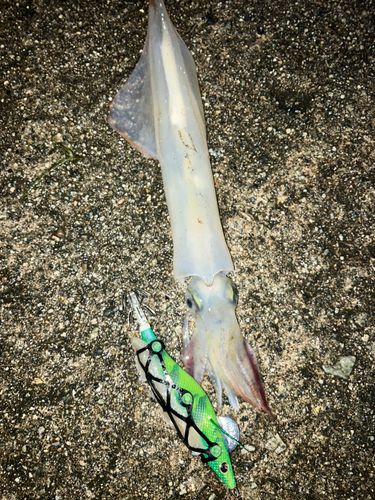 ヤリイカの釣果