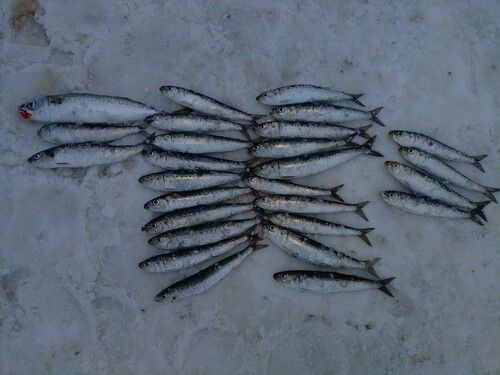 マイワシの釣果