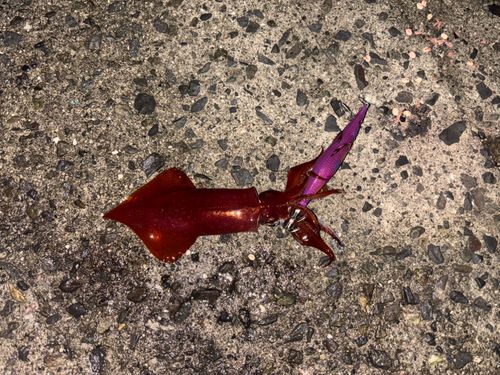 白木漁港（大分県）