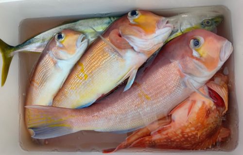 アマダイの釣果