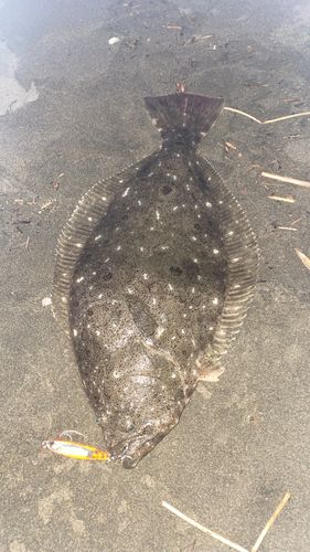 ヒラメの釣果