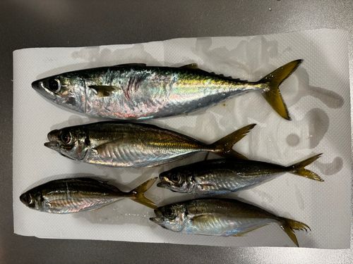 サバの釣果