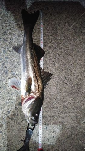 シーバスの釣果