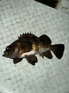 メバルの釣果