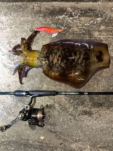 アオリイカの釣果