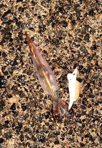 ヤリイカの釣果