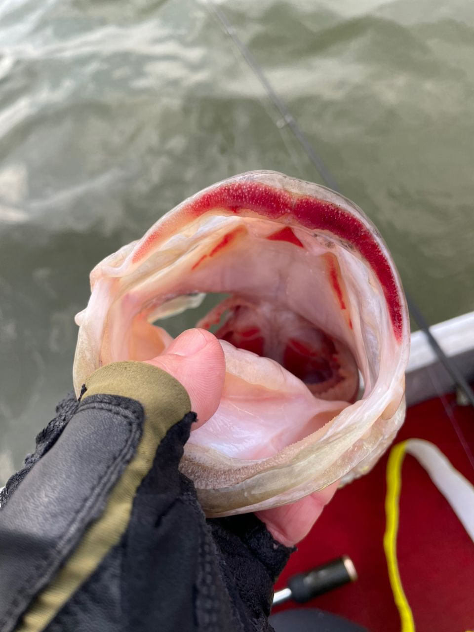 ラトルバイパー さんの 2026年02月02日のブラックバスの釣り・釣果情報