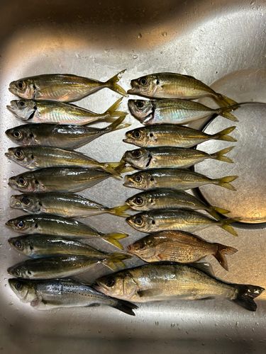 大黒海づり施設