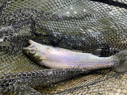 ニジマスの釣果