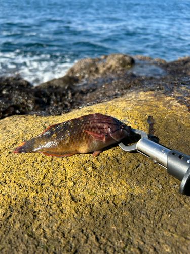 オハグロベラの釣果