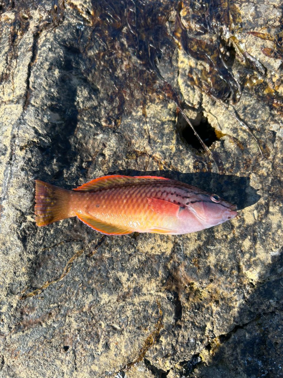 ホシササノハベラ