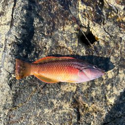 ホシササノハベラ