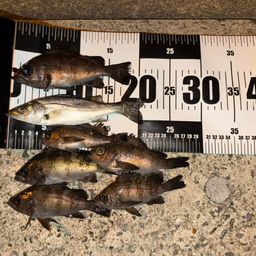 セイゴ（マルスズキ）