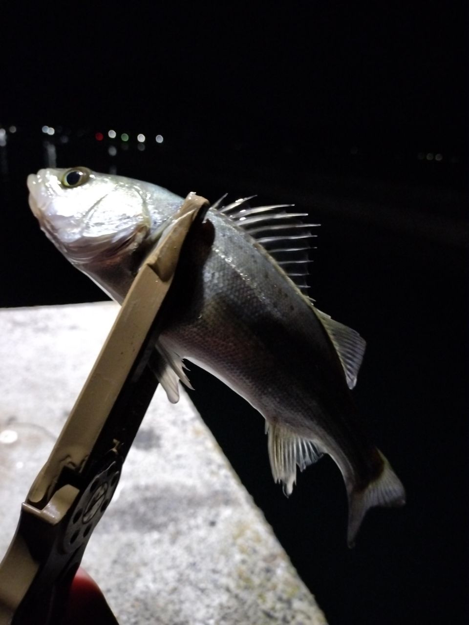 セイゴ（マルスズキ）