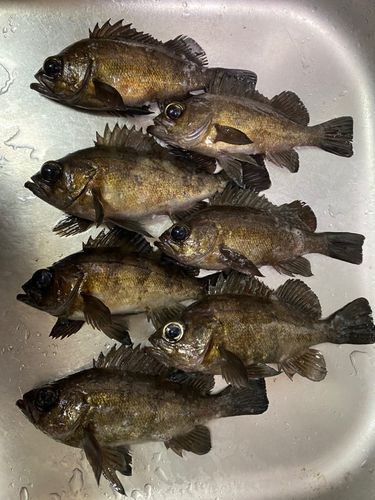 メバルの釣果