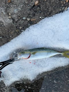 ツバイソの釣果