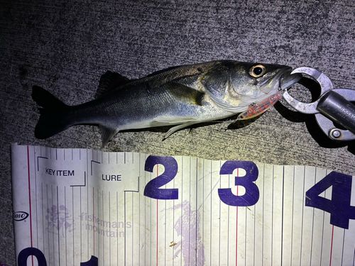 フッコ（マルスズキ）の釣果