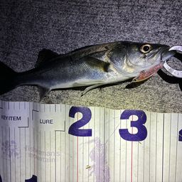 フッコ（マルスズキ）