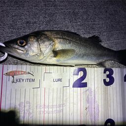 フッコ（マルスズキ）