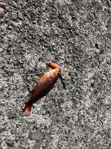 熱海港海釣り施設