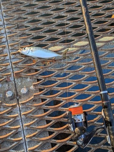 本牧海づり施設