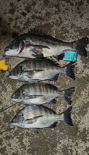 碧南海釣り公園