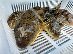 アカメフグの釣果