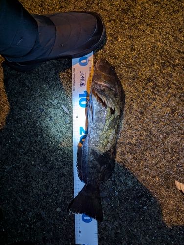 アイナメの釣果