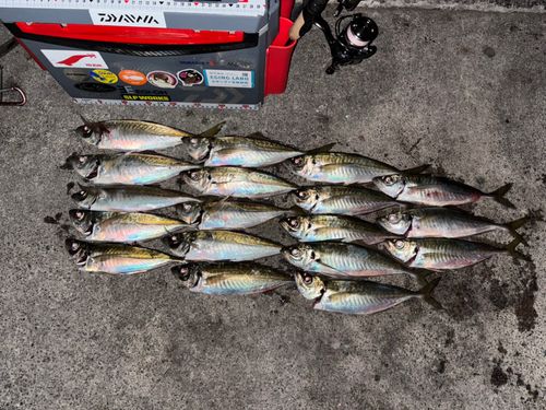 アジの釣果